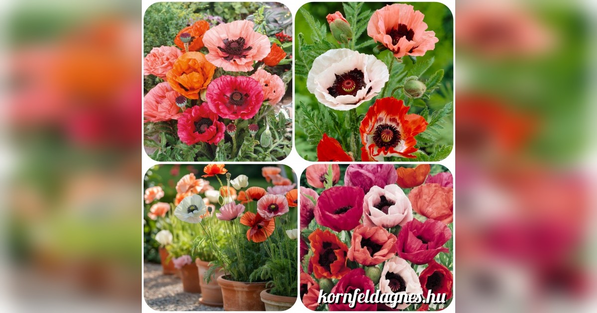 Évelő papaver oriantale mix magok eladók + AJÁNDÉK